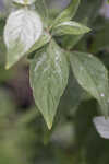 Whiteleaf mountainmint